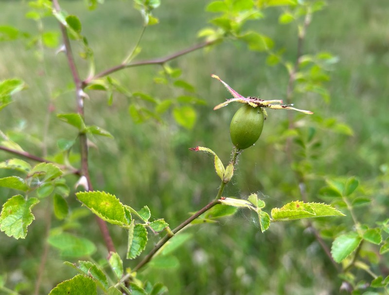 Rosa × avrayensis