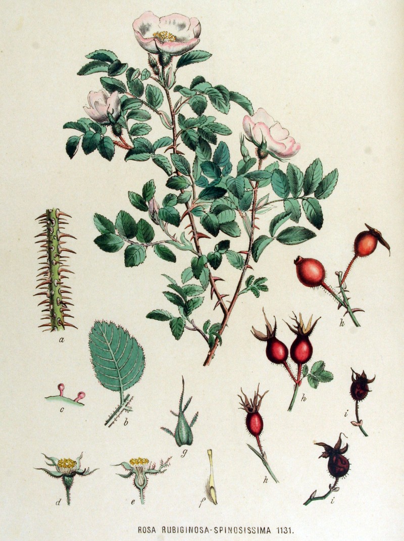 Rosa × biturigensis