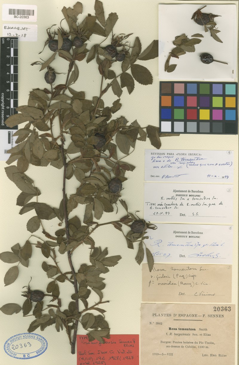 Rosa × burgalensis