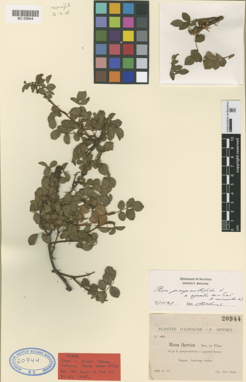 Rosa × caviniacensis