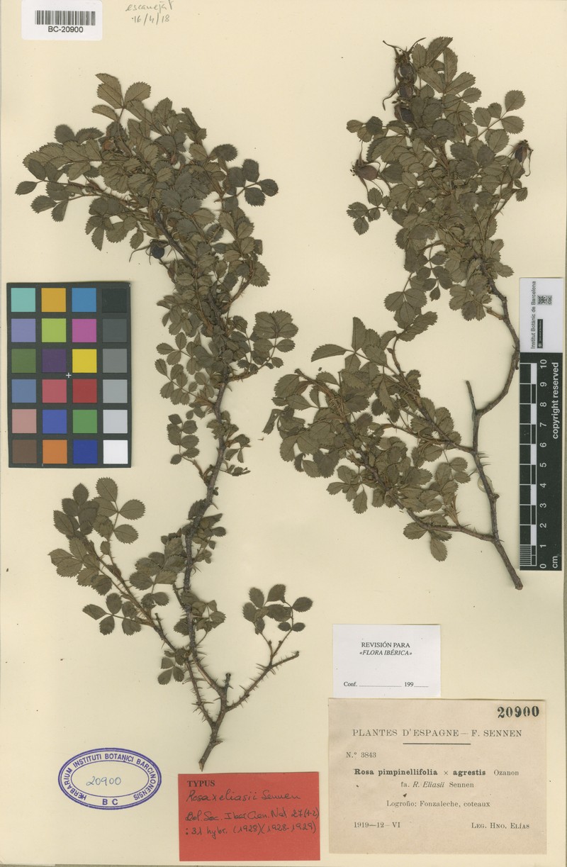 Rosa × caviniacensis photo 2
