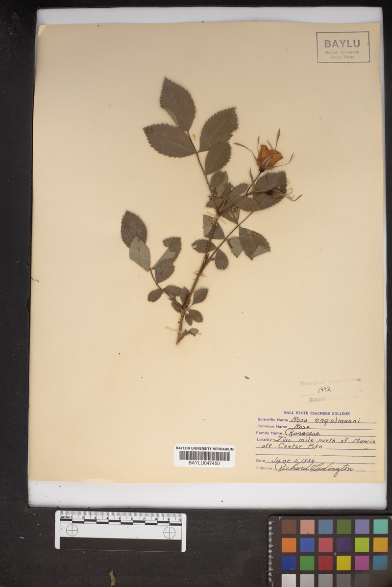 Rosa × engelmannii photo 2