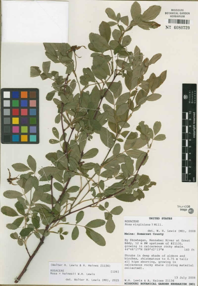Rosa × hainesii
