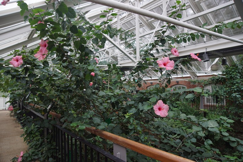 Rosa × hibernica