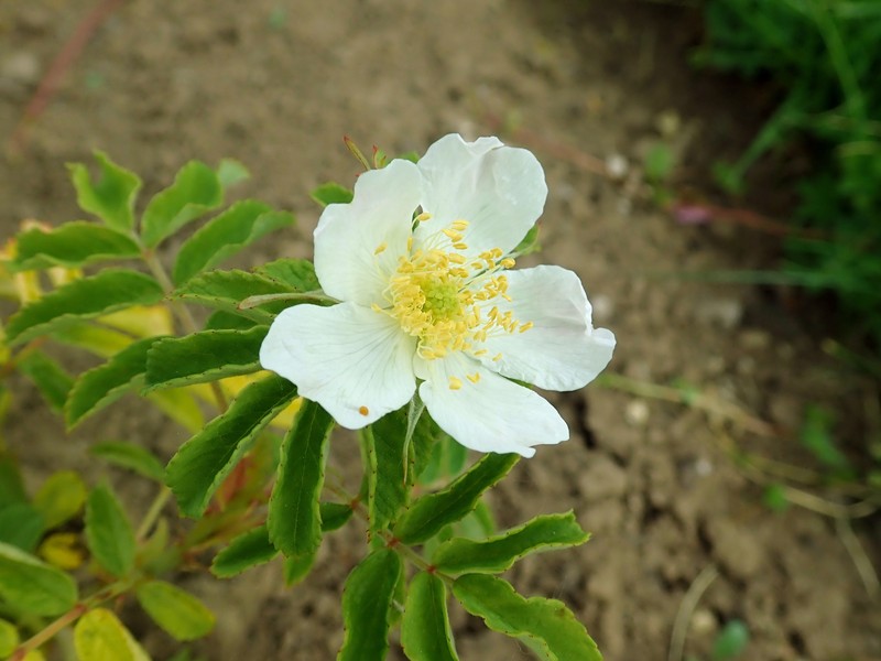 Rosa × iwara photo 3