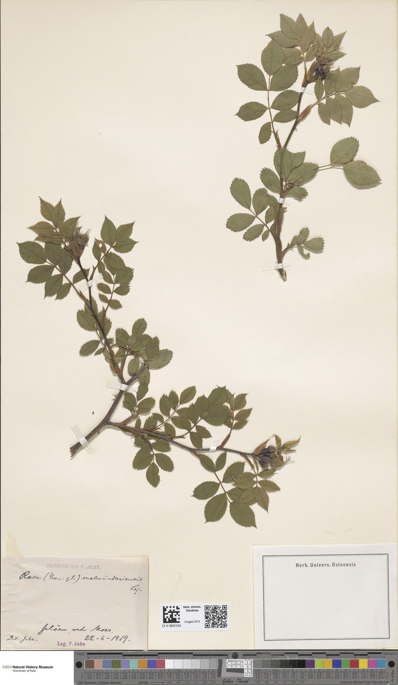 Rosa × malmundariensis photo 2