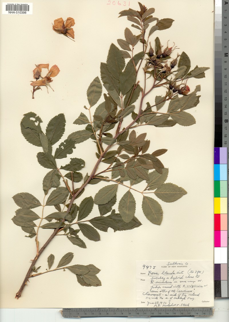 Rosa × mariaegraebneriae
