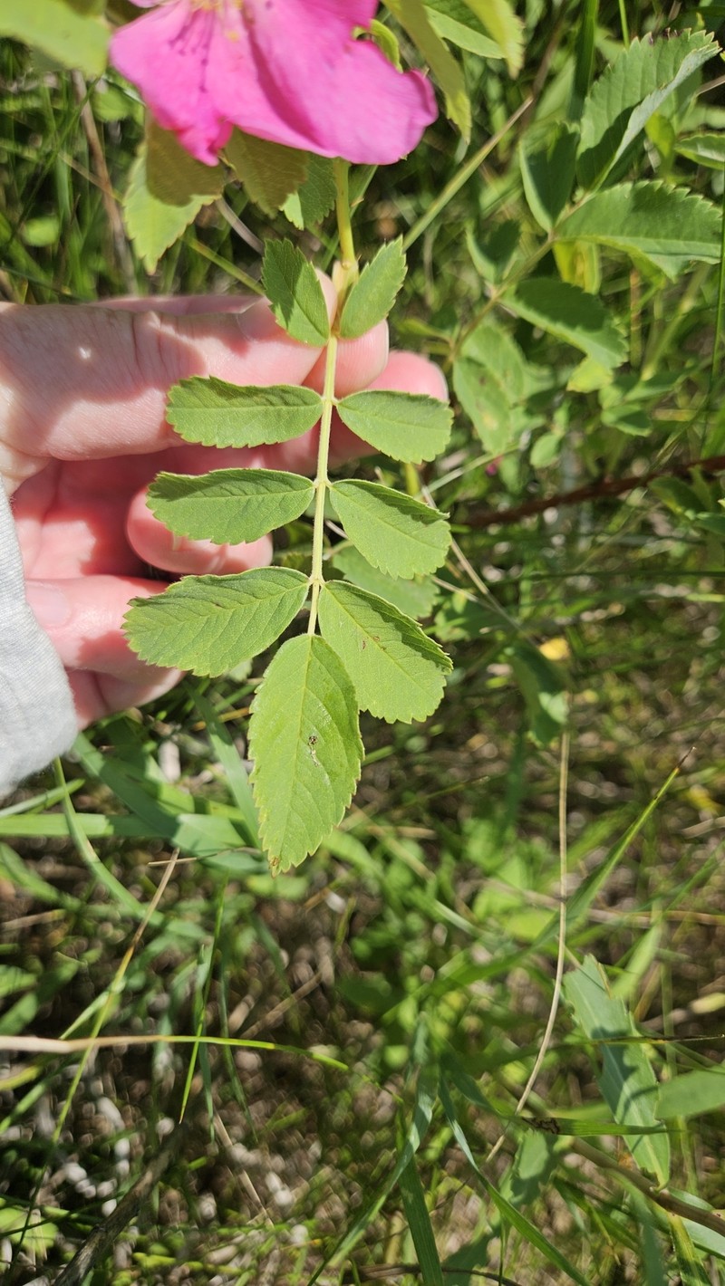Rosa × medioccidentis