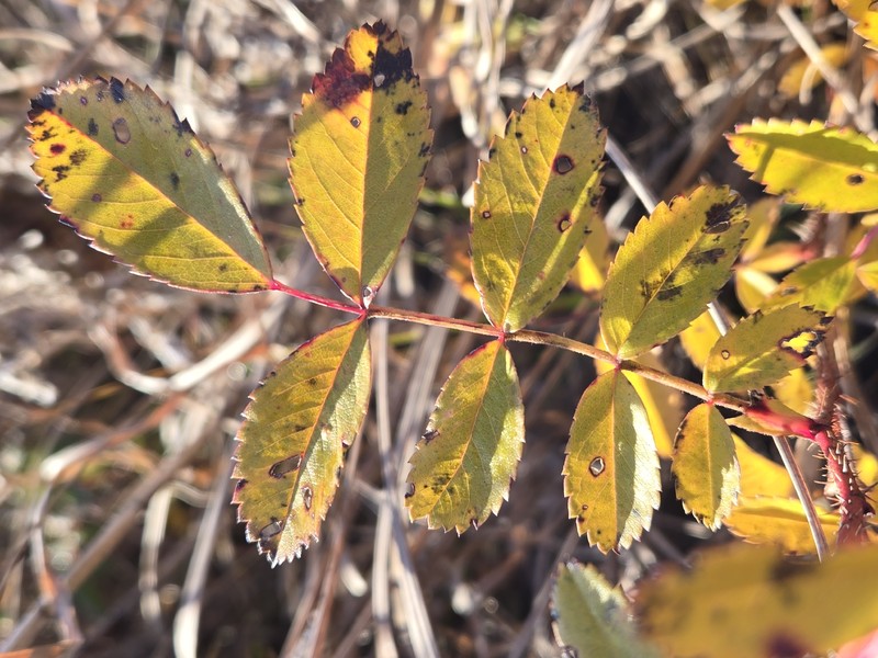 Rosa × medioccidentis photo 3