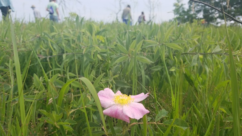 Rosa × medioccidentis photo 5