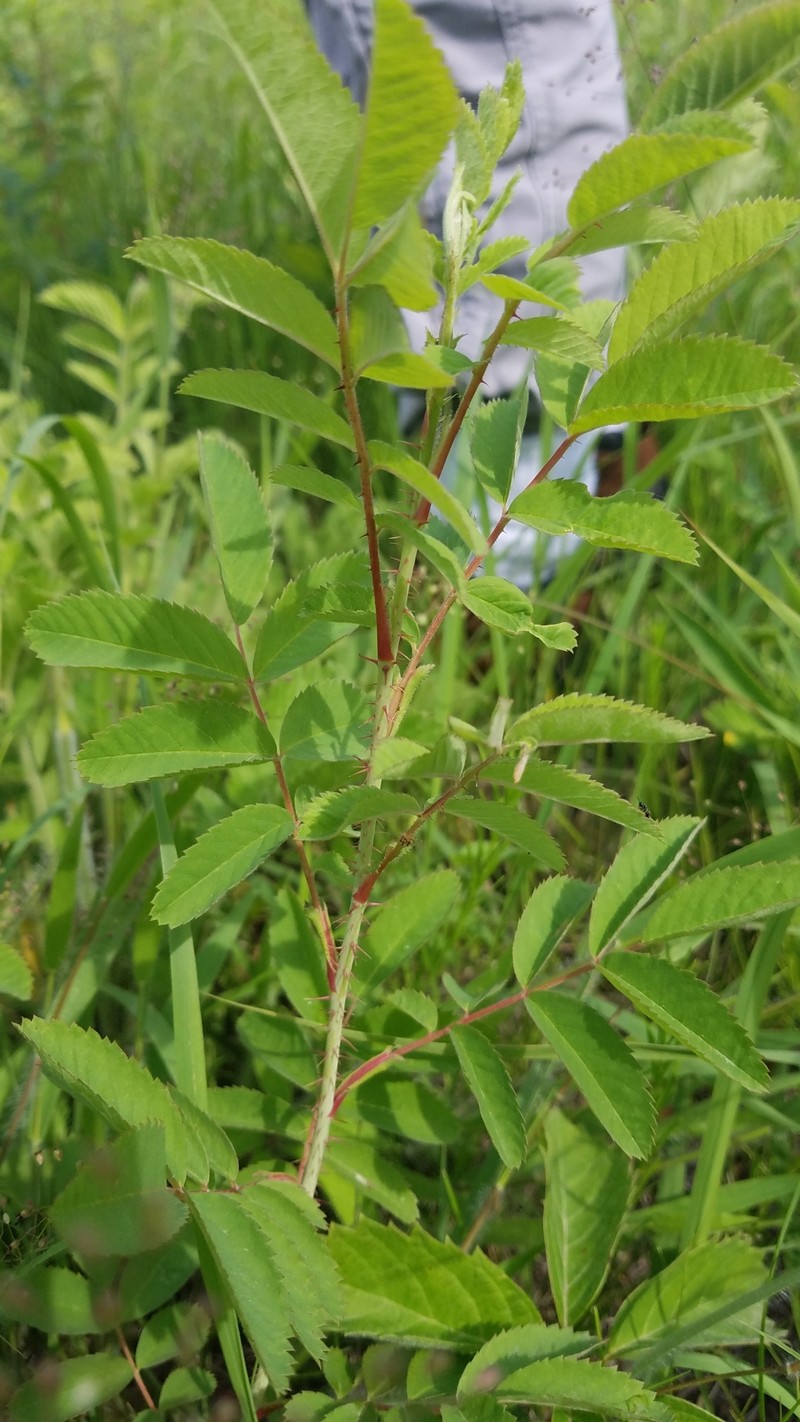 Rosa × medioccidentis photo 6