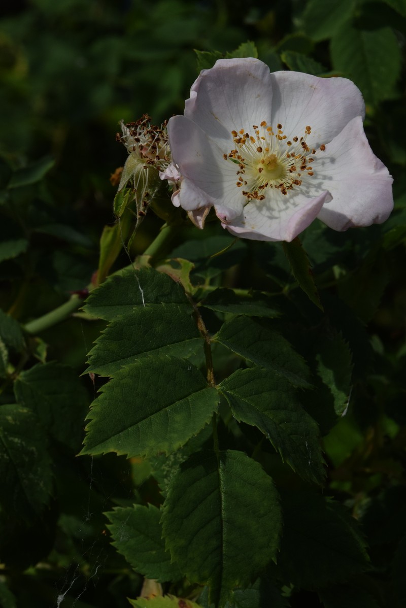 Rosa nitidula