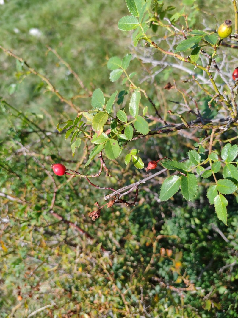 Rosa nitidula photo 2