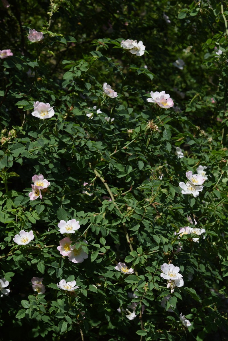 Rosa nitidula photo 3