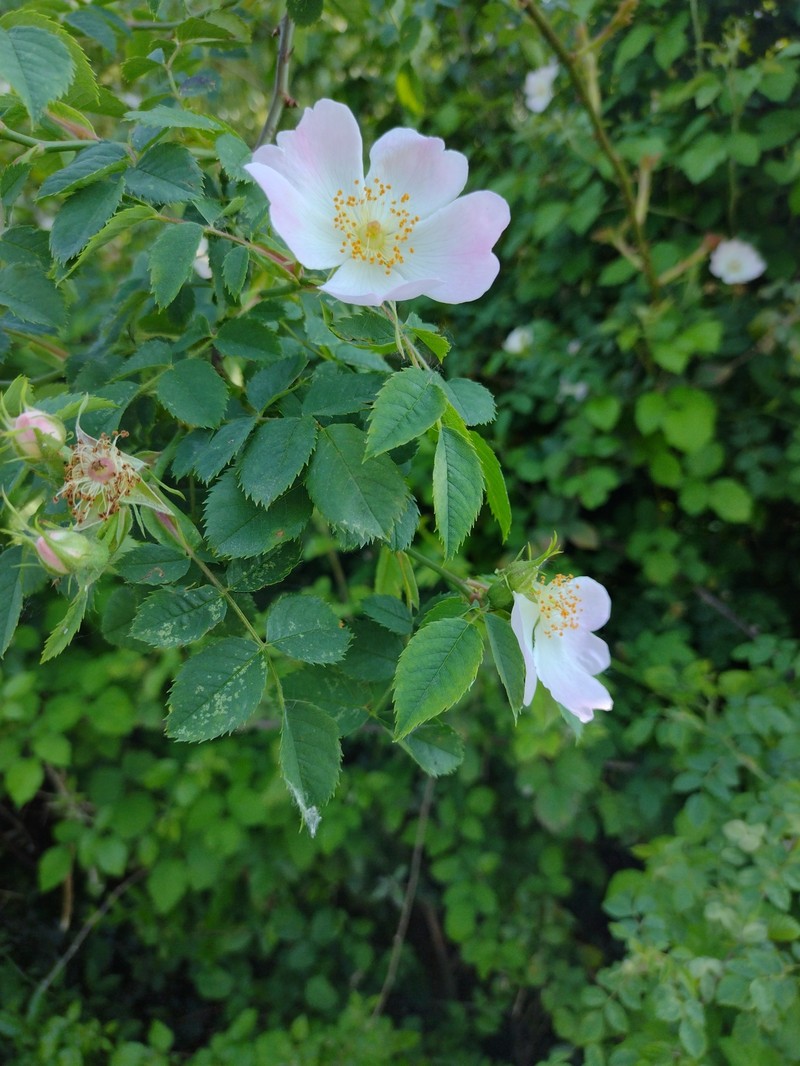 Rosa nitidula photo 4