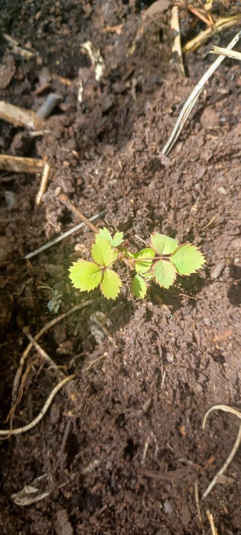 Rosa nitidula photo 5