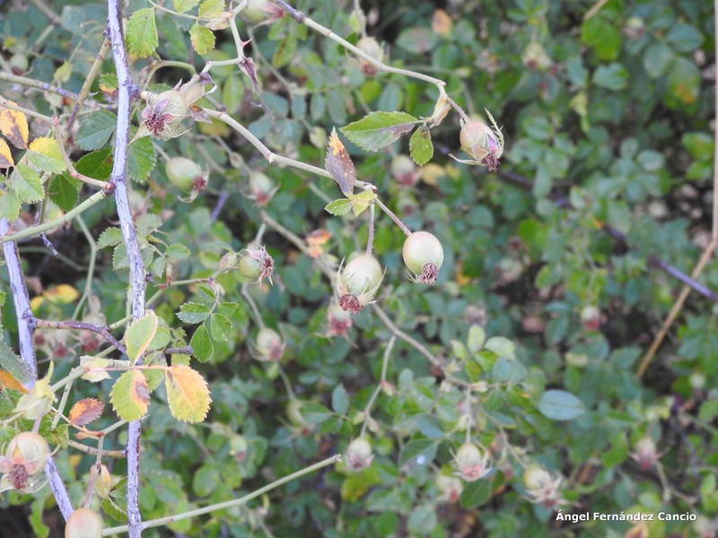 Rosa nitidula photo 6