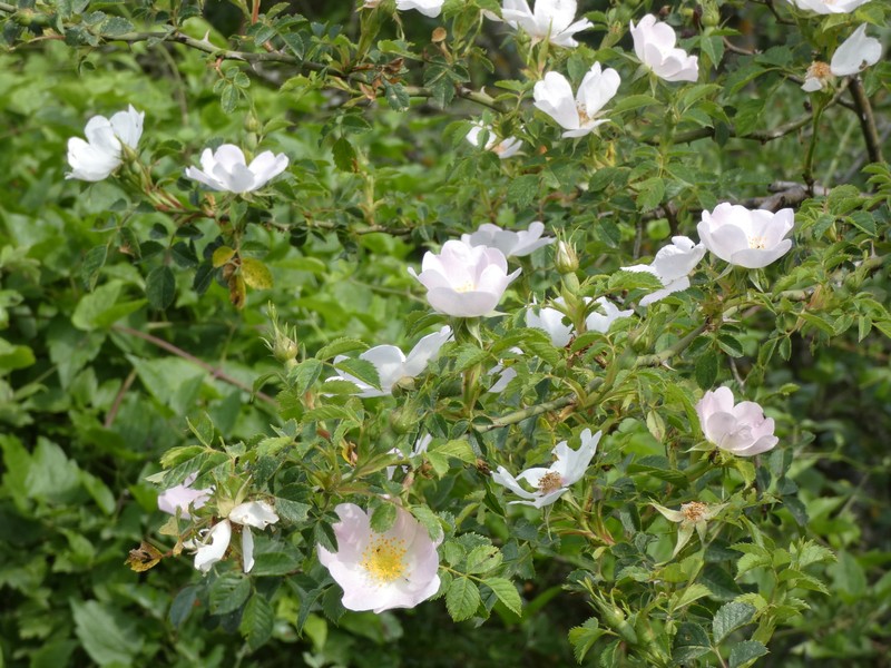 Rosa nitidula photo 7