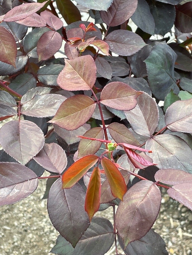 Tea Rose
