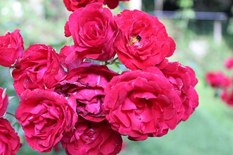 Tea Rose photo 2