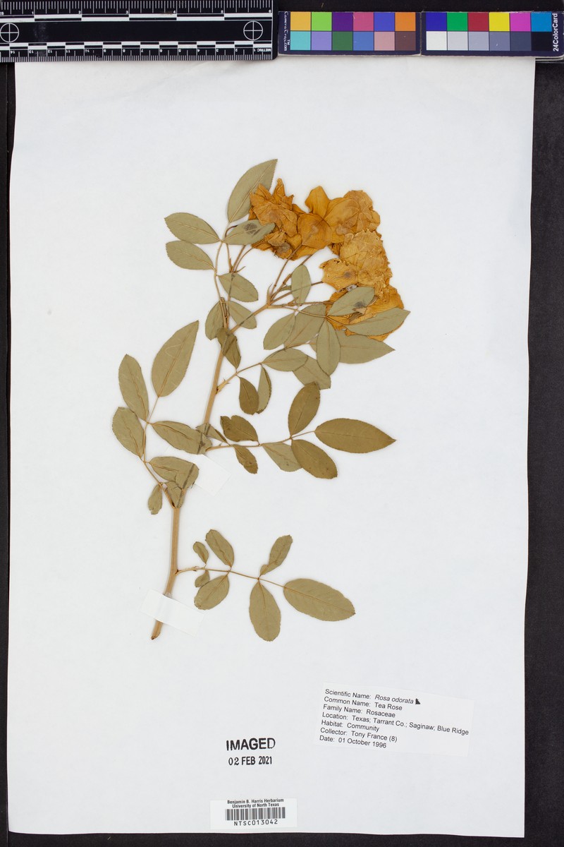 Tea Rose photo 5