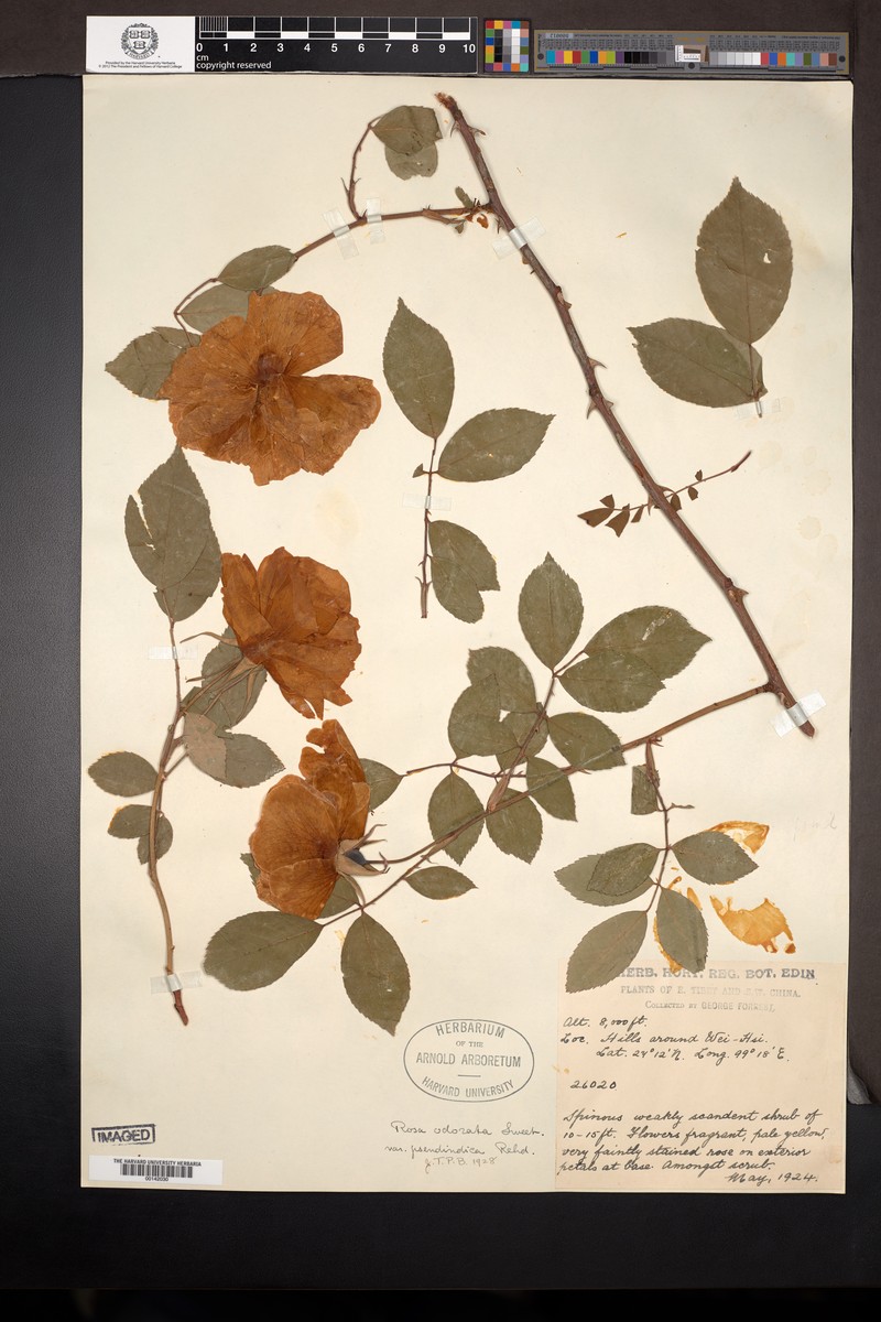 Rosa × odorata var. pseudindica