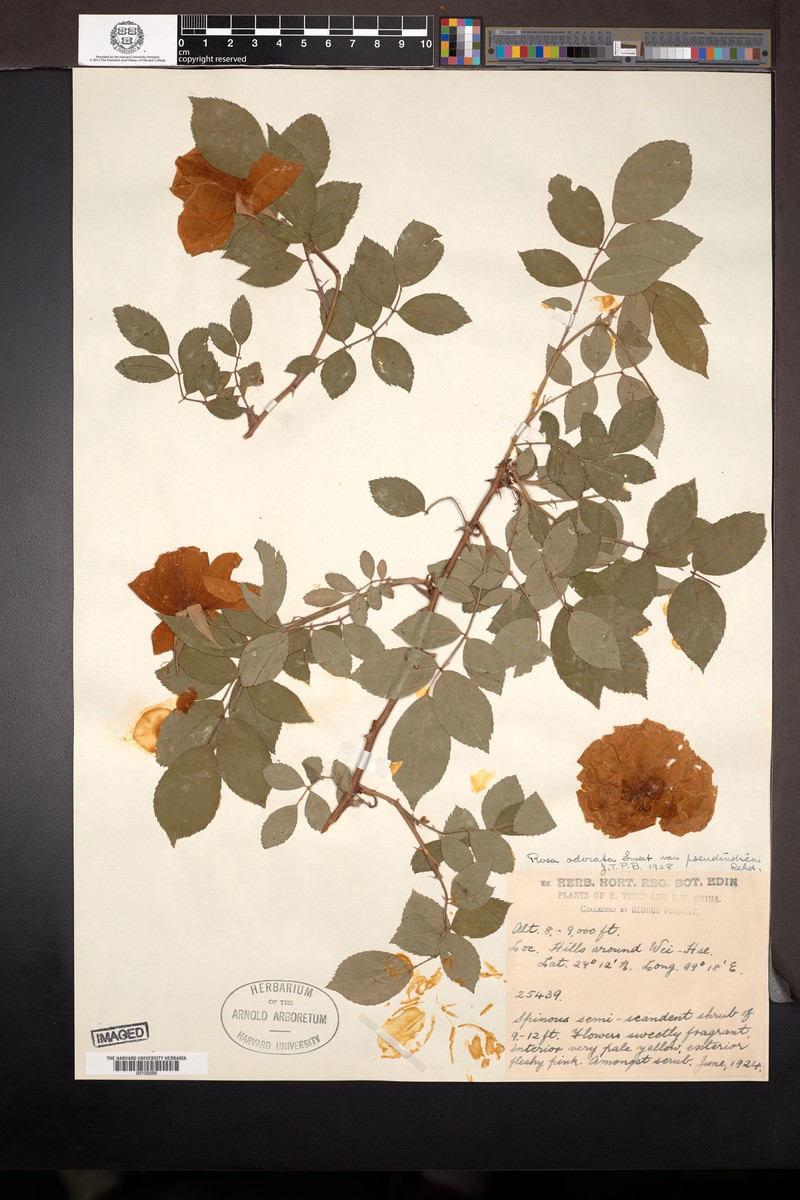 Rosa × odorata var. pseudindica photo 2