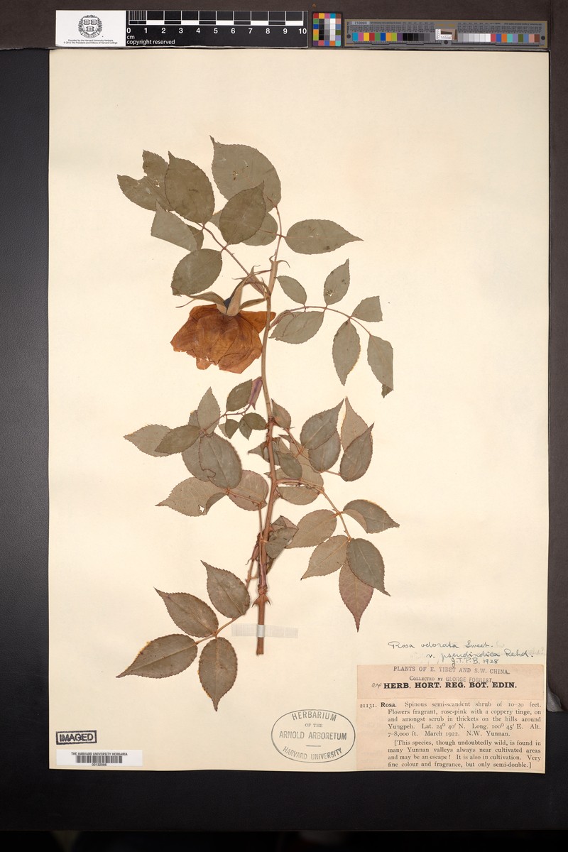 Rosa × odorata var. pseudindica photo 3