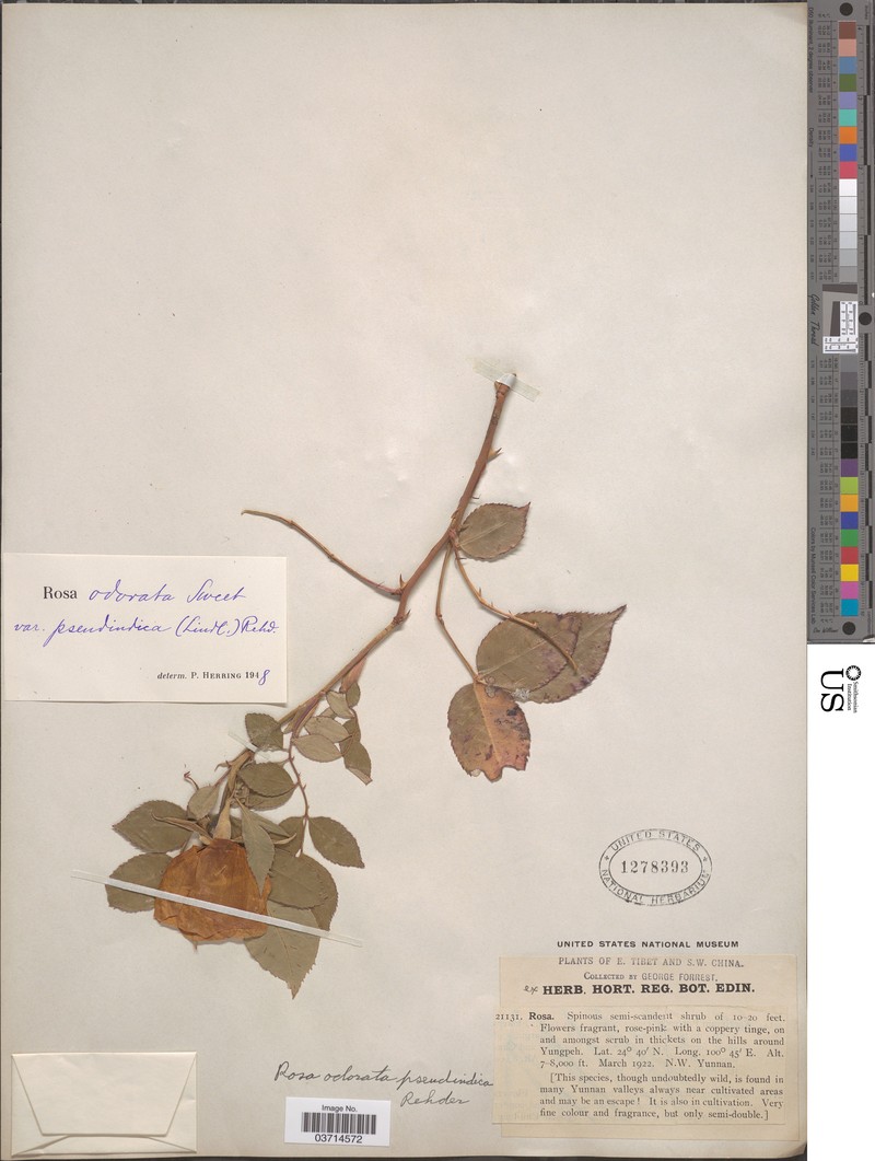 Rosa × odorata var. pseudindica photo 4