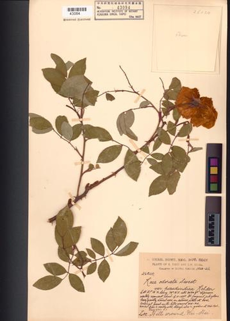 Rosa × odorata var. pseudindica photo 6
