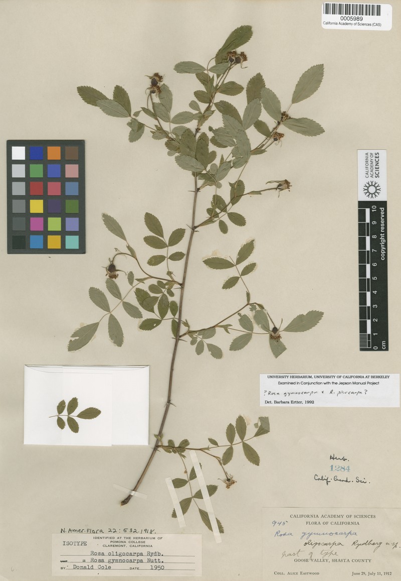 Rosa × oligocarpa