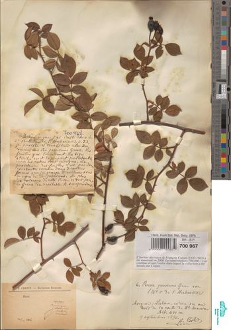 Rosa × pervirens photo 3