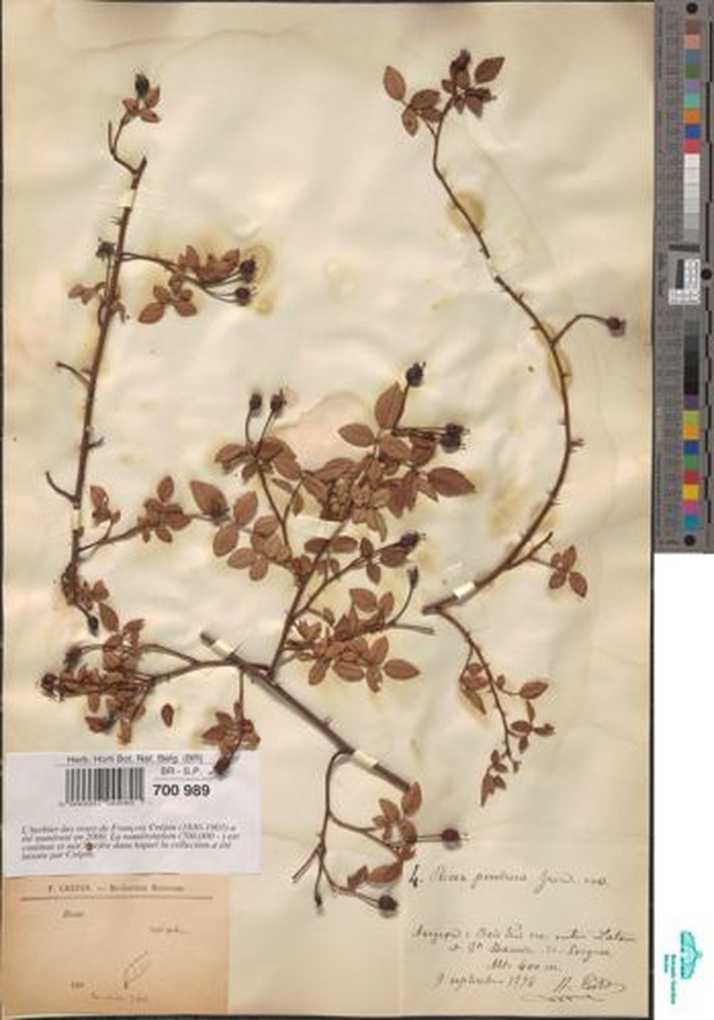 Rosa × pervirens photo 5