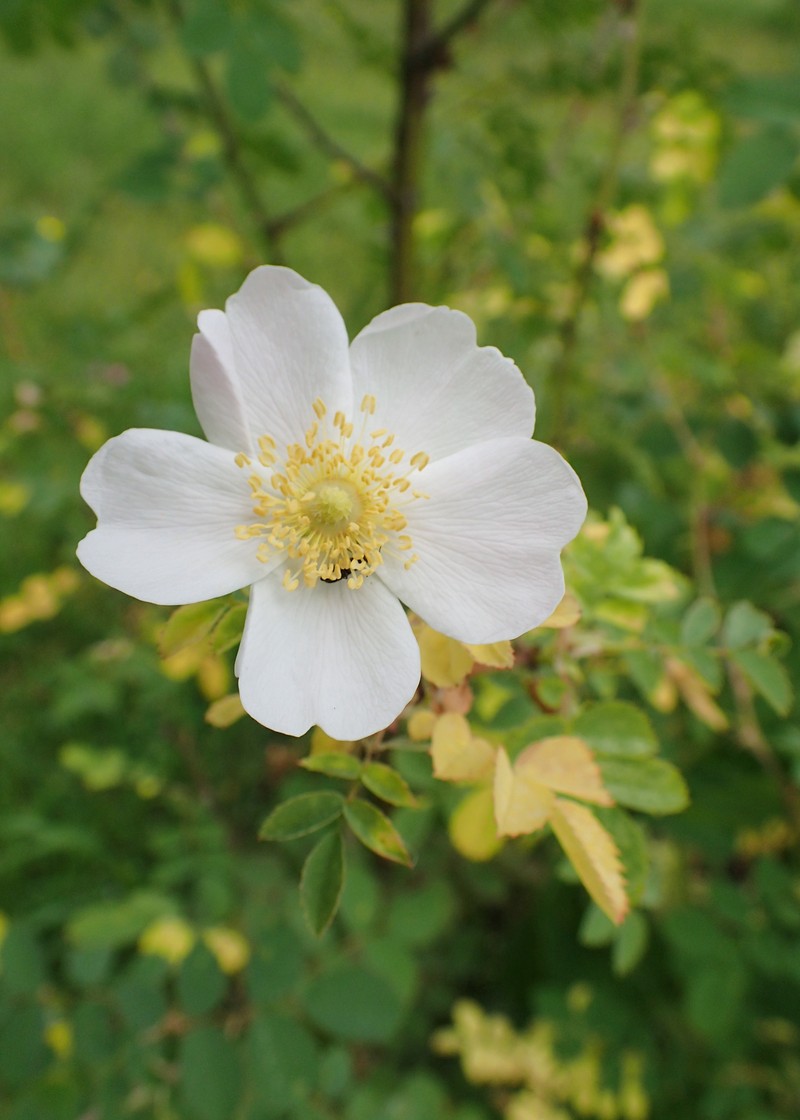 Rosa × piptocalyx