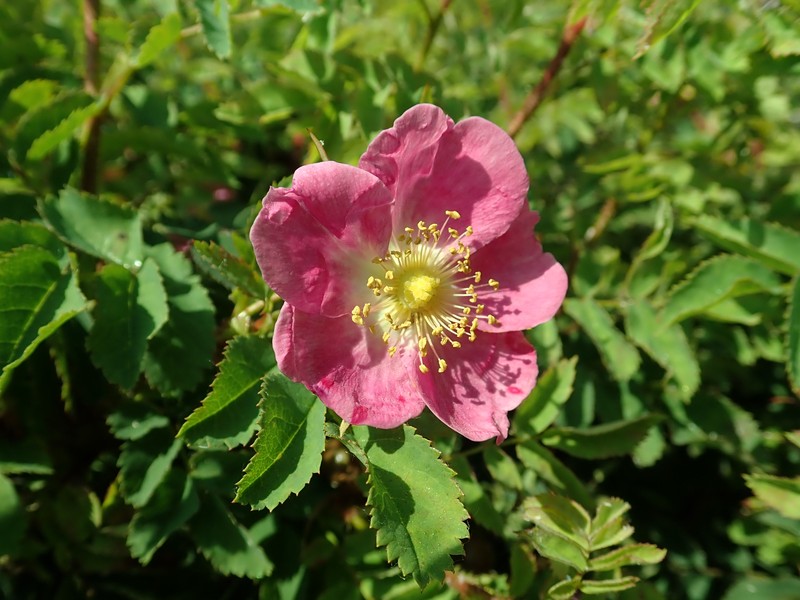 Rosa × reversa