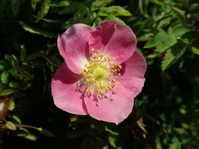 Rosa × reversa photo 8
