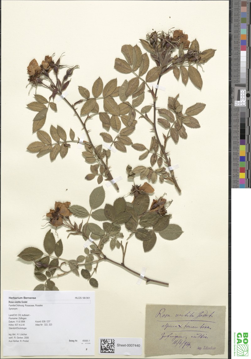 Rosa × spinulifolia photo 2