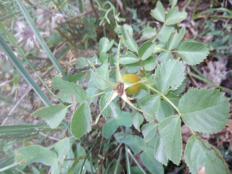 Rosa × subbuschiana