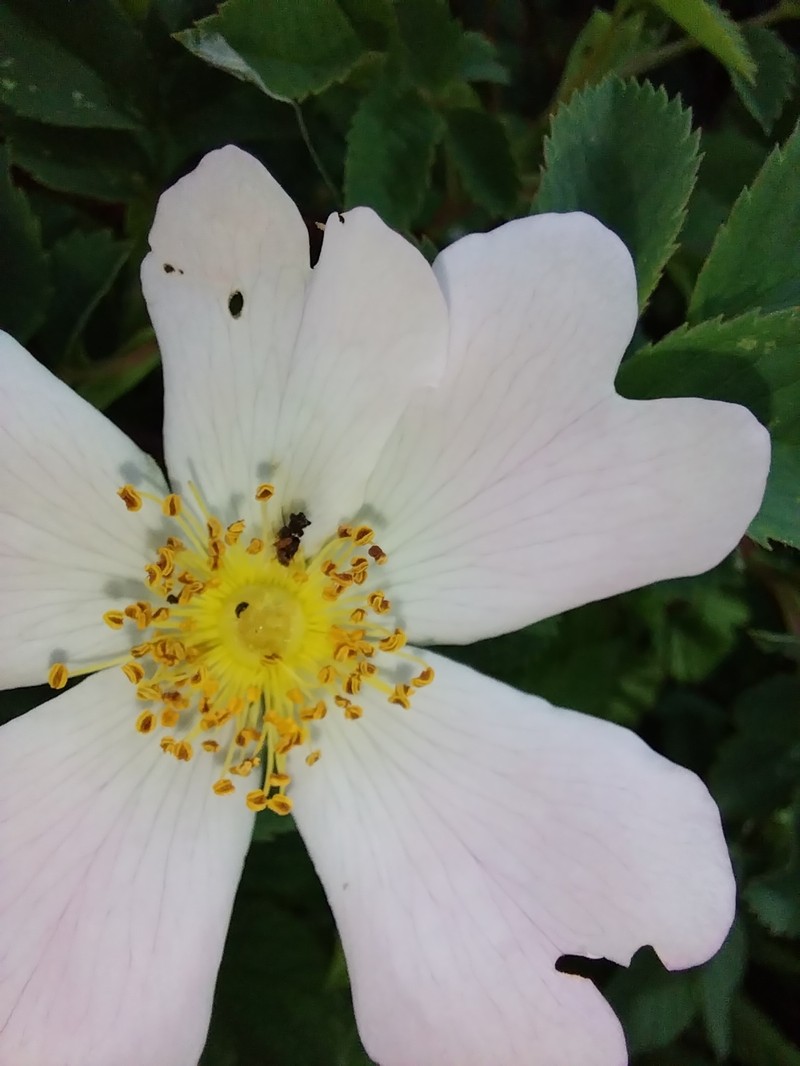 Rosa × subcollina