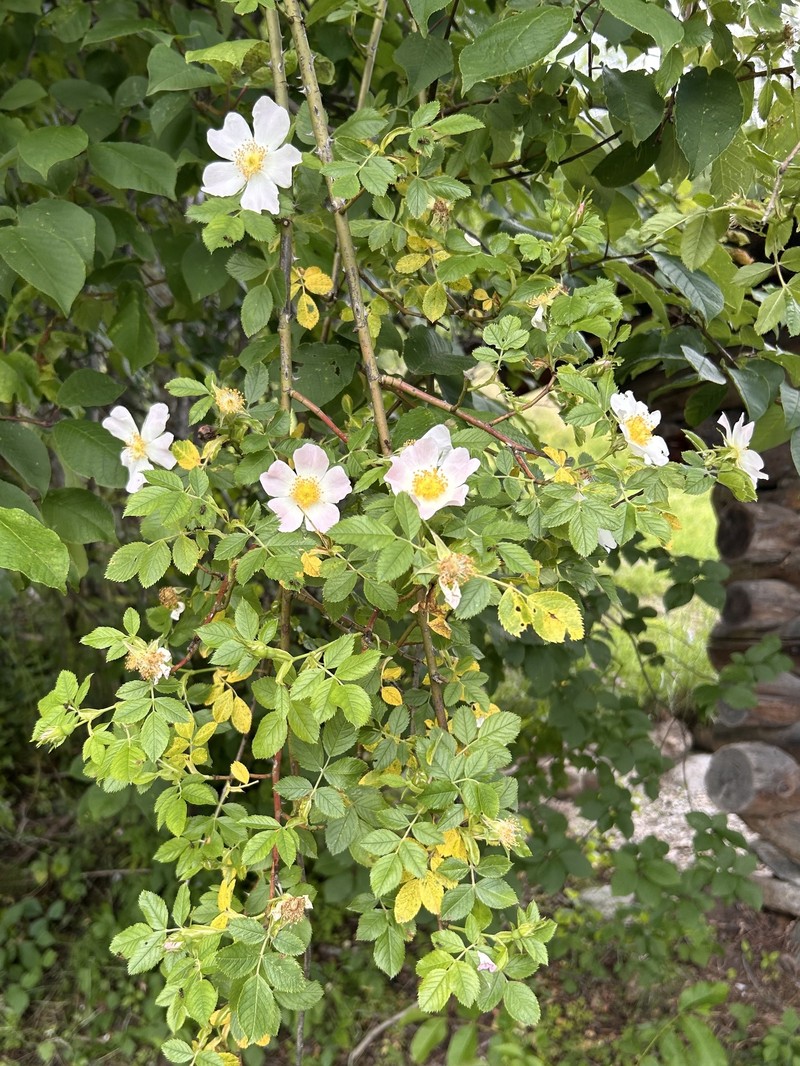 Rosa × subcollina photo 3
