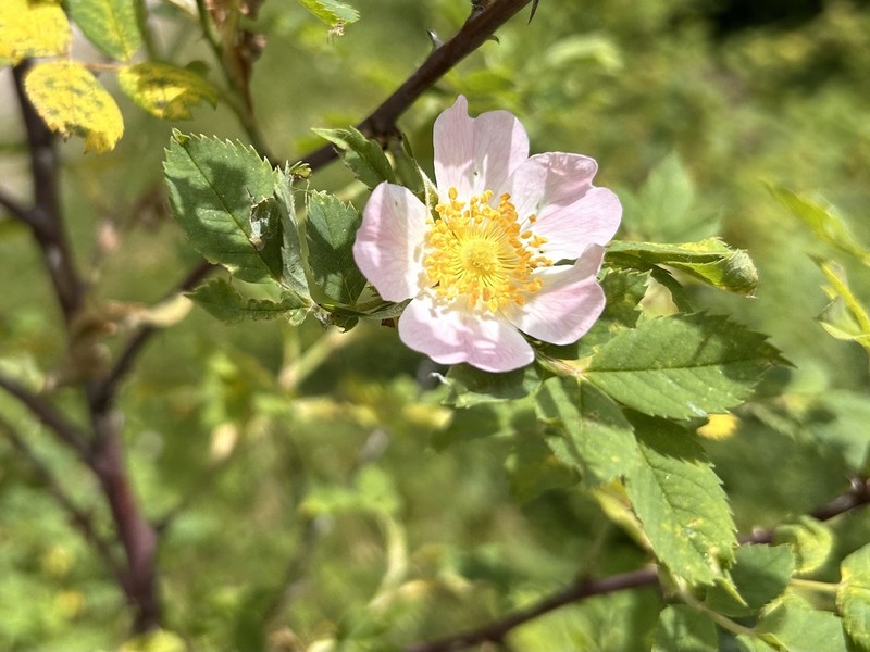 Rosa × subcollina photo 4