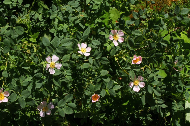 Rosa × subcollina photo 5