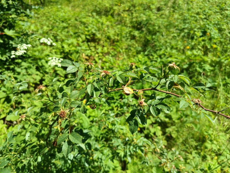 Rosa × subcollina photo 8