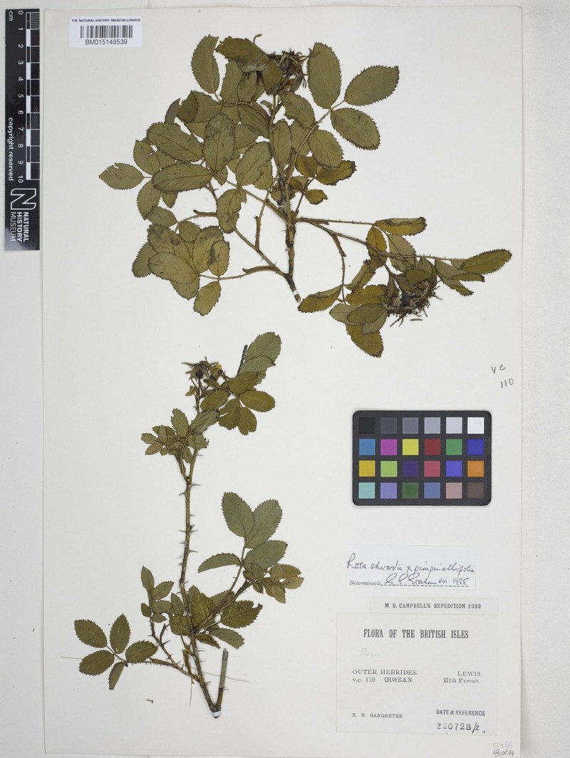 Rosa × suberecta photo 6
