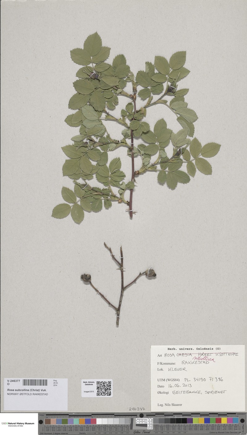 Rosa × suberectiformis