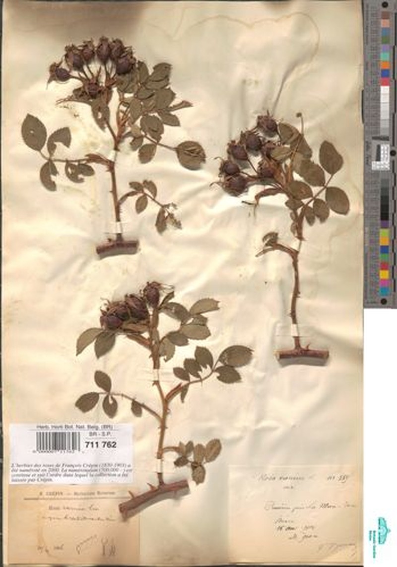 Rosa × verticillacantha