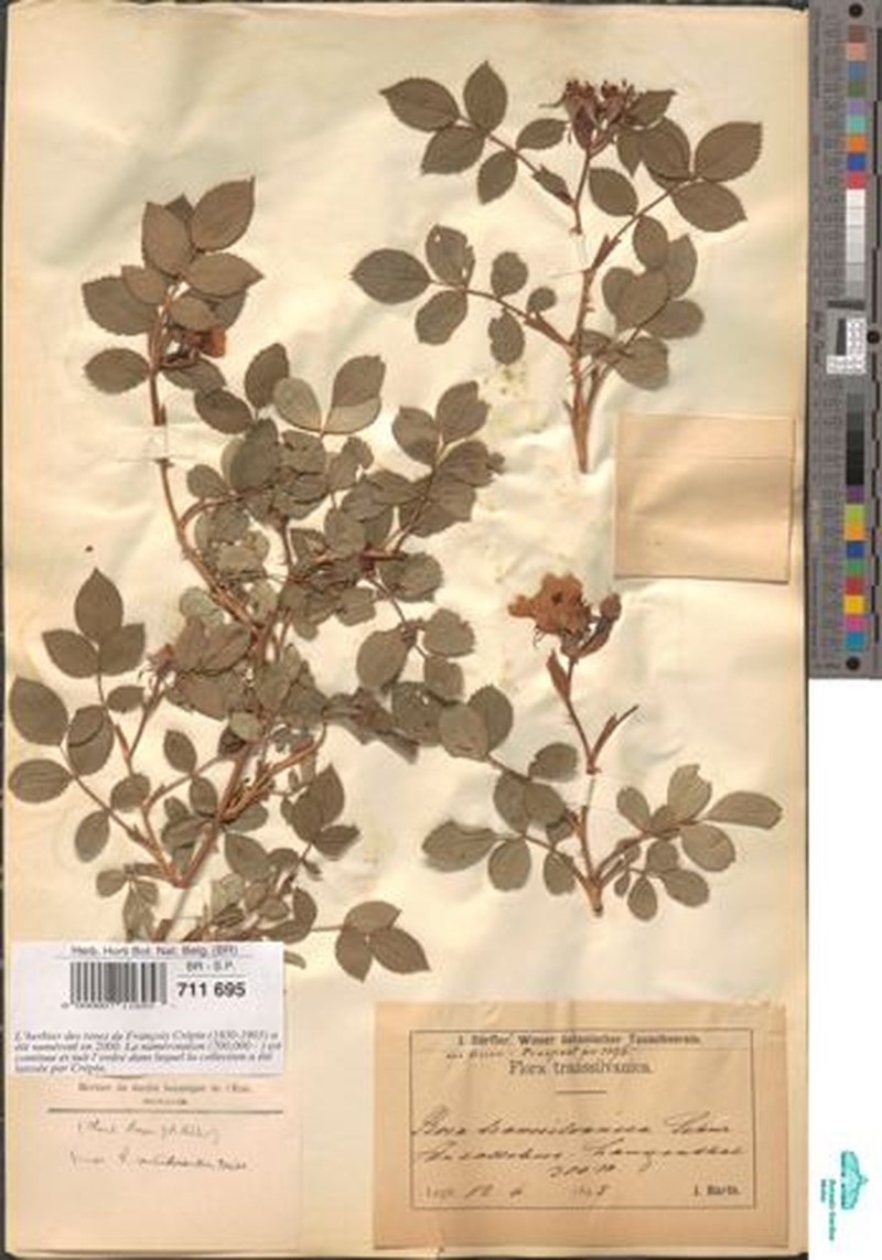 Rosa × verticillacantha photo 2