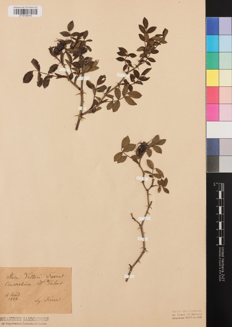 Rosa × vetteri