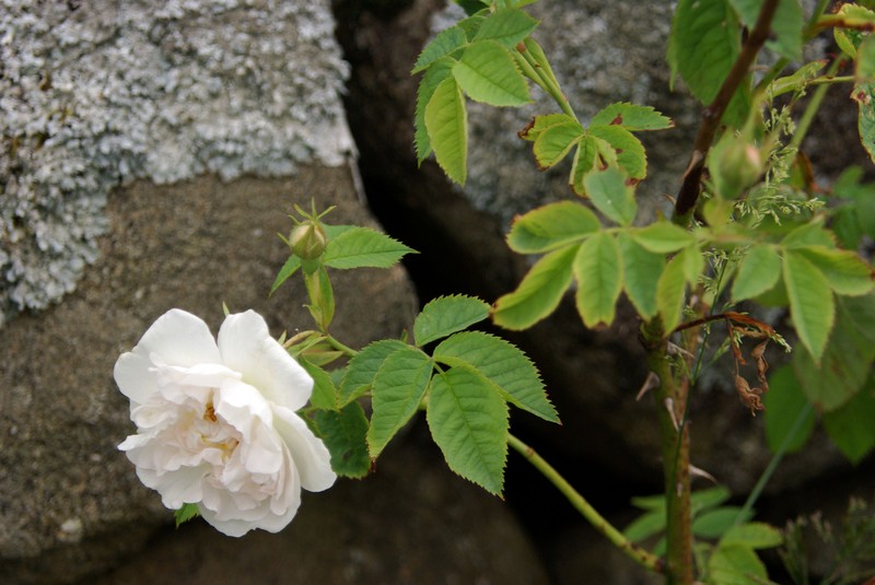 White Rose Of York photo 2