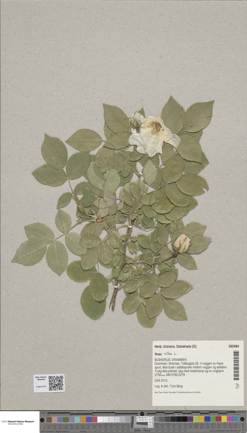 White Rose Of York photo 5